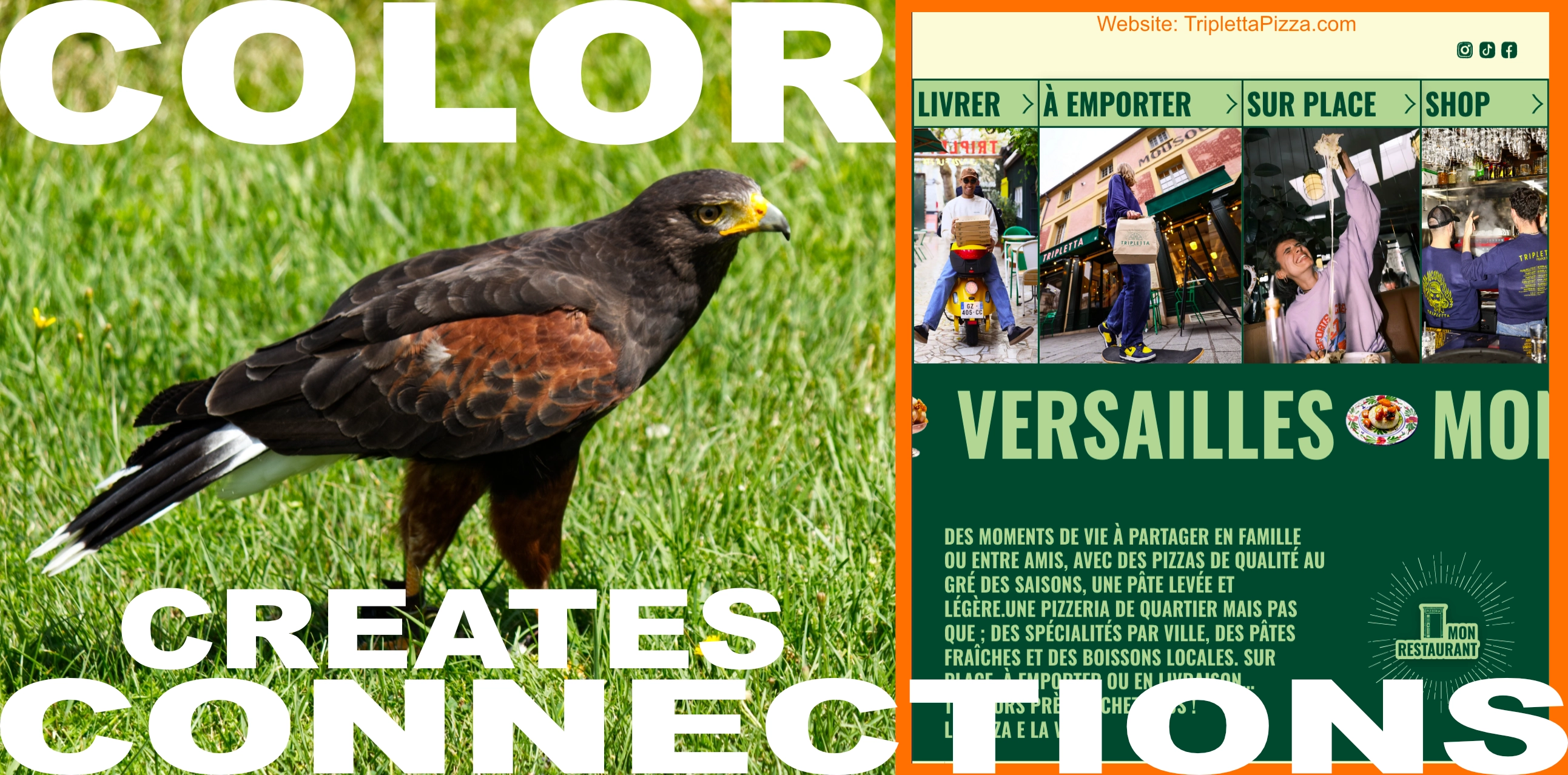 Hawk colors thumbnail